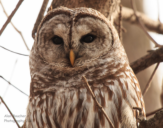 Female Barred Owl looking at You
