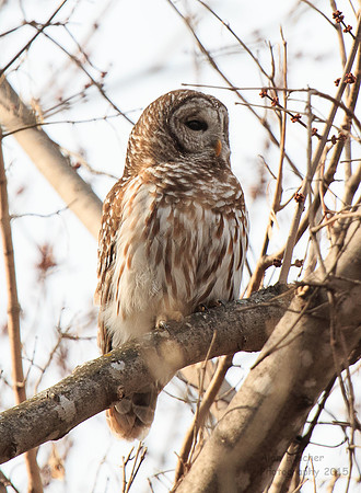 Male Barred Owl