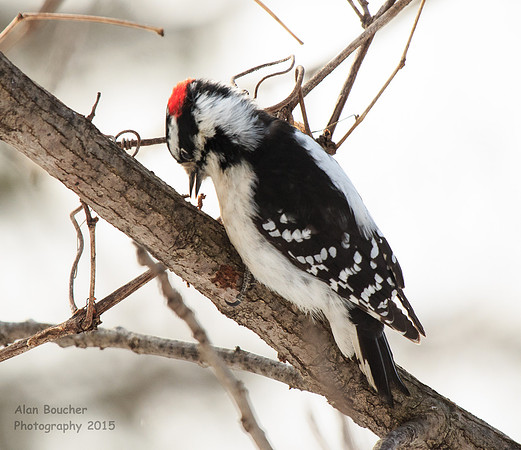 Downy Woodpecker eyeing some grub