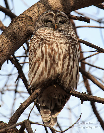 Female Barred Owl patiently waiting for her mate