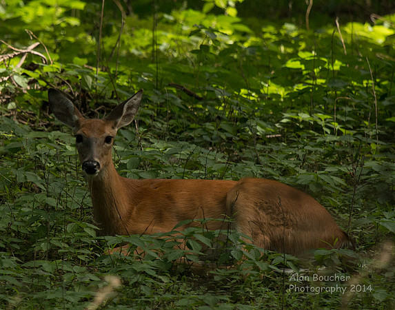 Doe lying in the brush