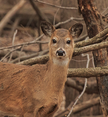 Doe Looking at You