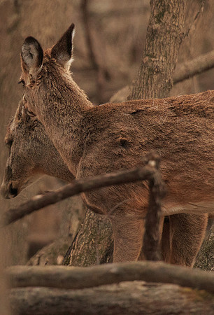 Got an Itch