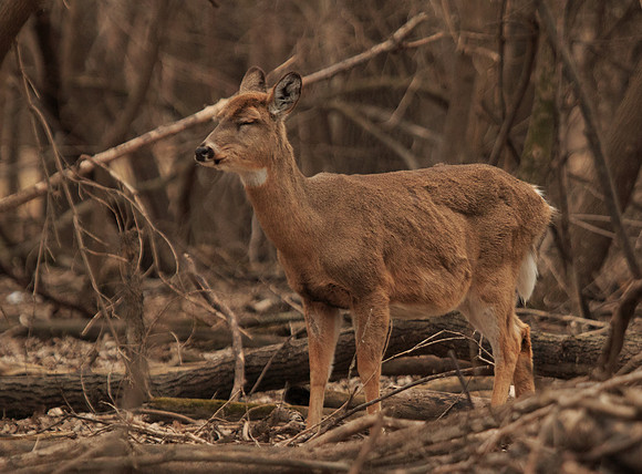 Pregnant Doe Thinking about a Nap