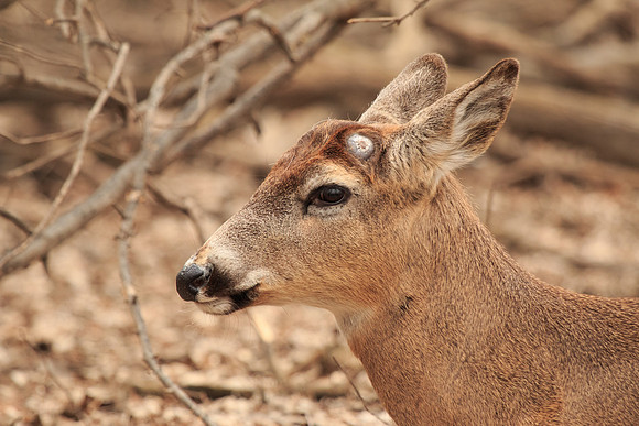 Big Buck's Spring Look