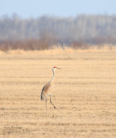 Sandhill Crane
