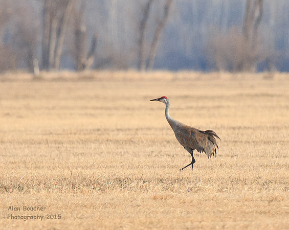 Sandhill Crane