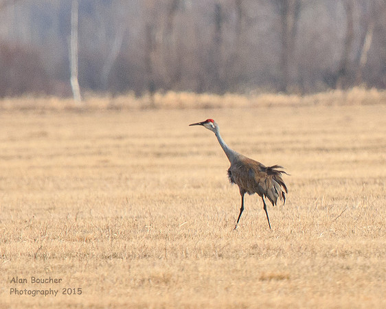 Sandhill Crane