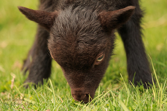 Lamb's first taste of green pasture