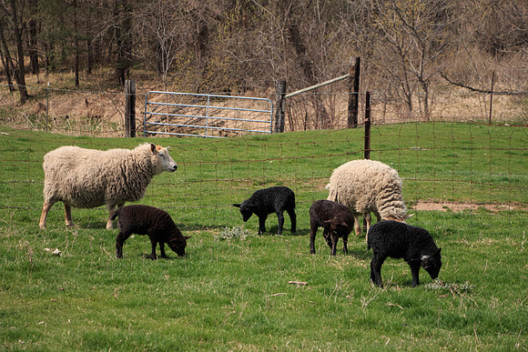 Sheep and their lambs