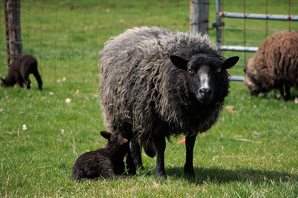 Molley and her suckling lamb