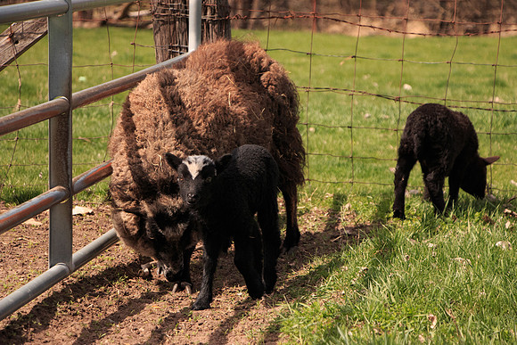 Racoon and her lambs