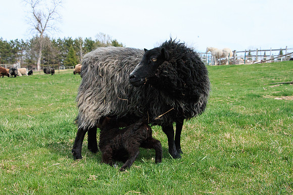 Molley and her suckling lamb