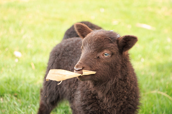 Cornhusk Teething Aid