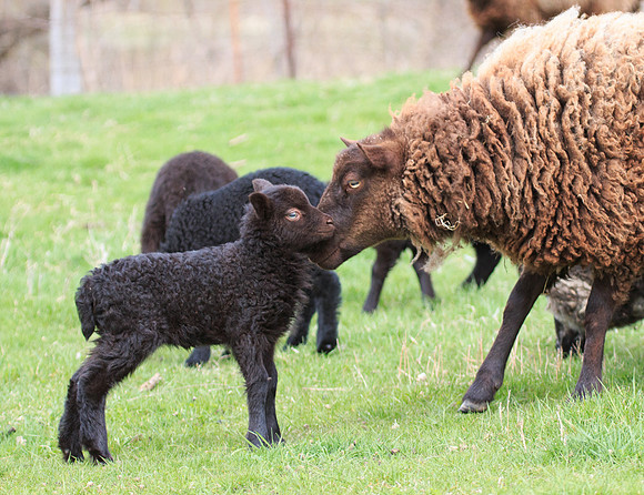 Cocoa found her little lamb