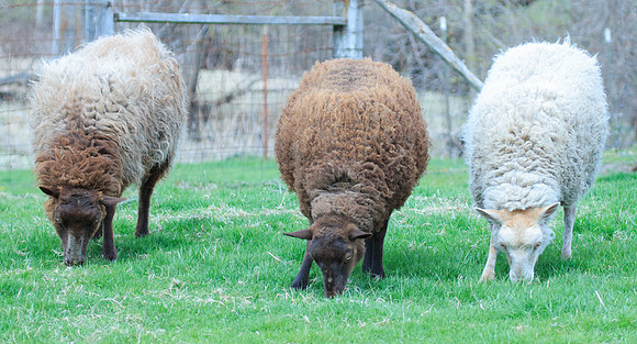 3 Wise Sheep