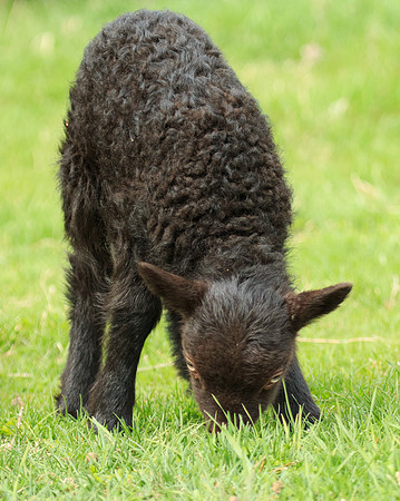 Lamb's first taste of green grass