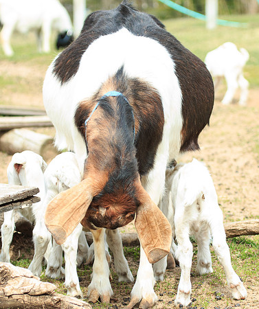 Snoopy and her triplets