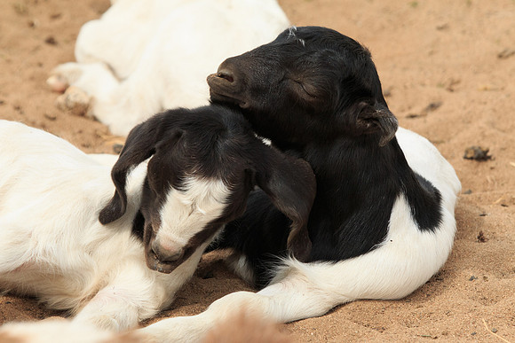 Napping Twins