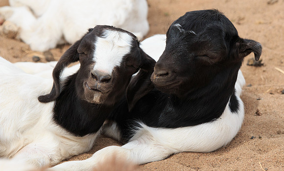 Napping Twins
