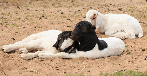 Napping Time