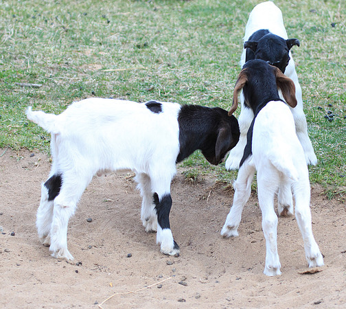 Practicing being goaty