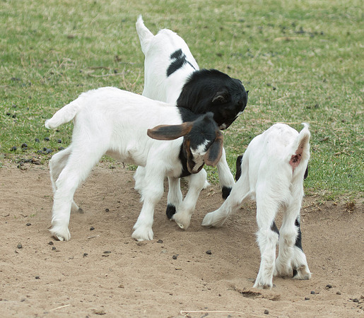 Pushing and shoving