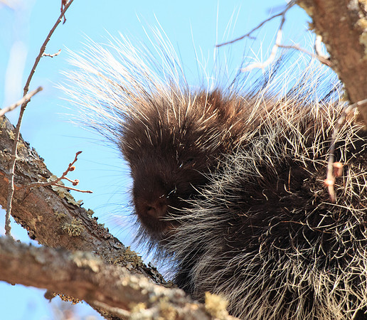 There's a Face in Those Quills