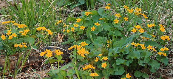 Marsh Marigolds