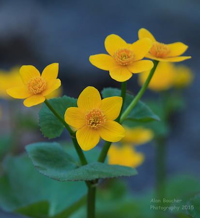 Marsh Marigolds