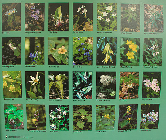 Wildflowers of the Woods
