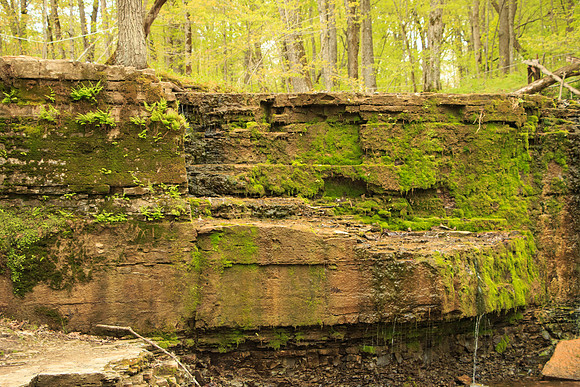 Moss from Hidden Falls