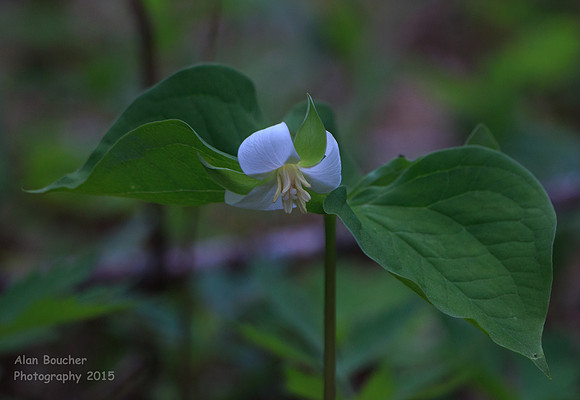 Declining Trillium