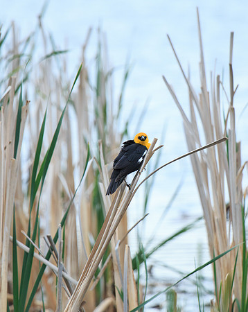 Yellow-headed Blackbird