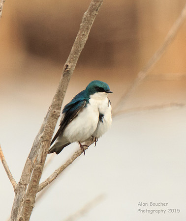 Tree Swallow