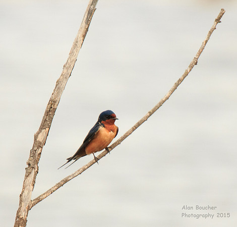 Barn Swallow