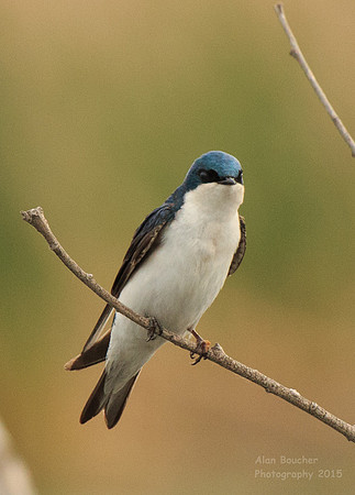 Tree Swallow