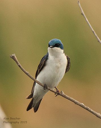 Tree Swallow