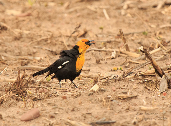 Yellow-headed Blackbird