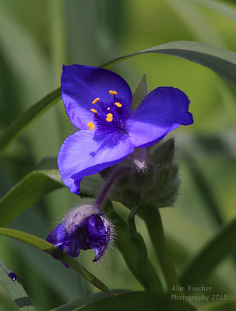 Wildflower