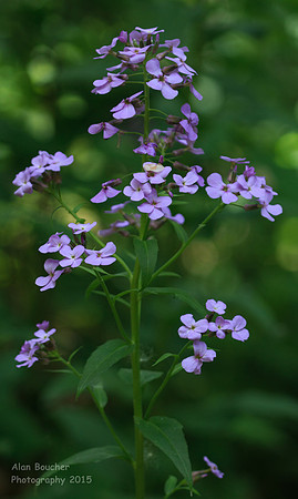 Lavendar Faux