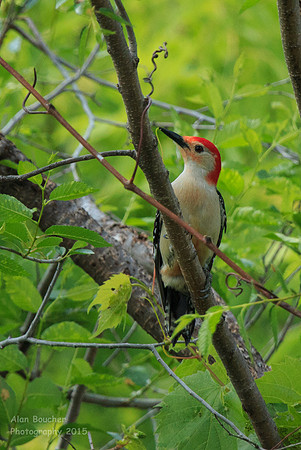 Red-bellied Woodpecker