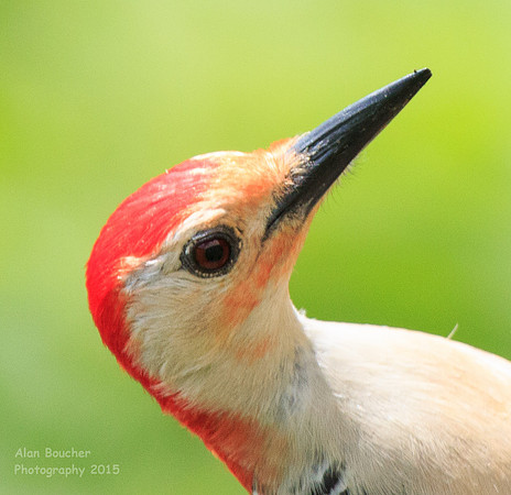 Red-bellied Woodpecker Headshot