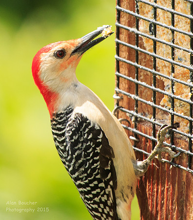 red-bellied Woodpecker with a Beakfull