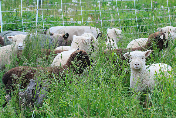 Babydoll Lambs