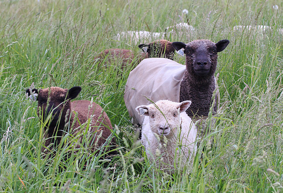 Audrey & group