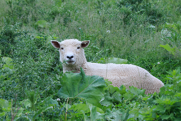 Babydoll Sheep