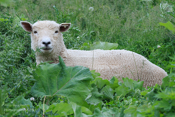 Babydoll Sheep