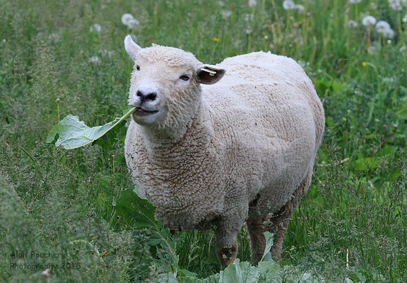 MMM Salad!