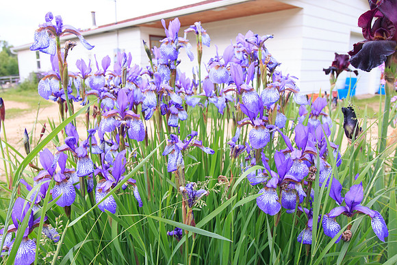 Irises
